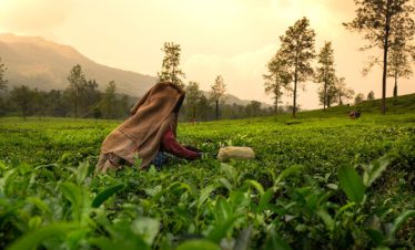 Discover agriculture: Wayanad